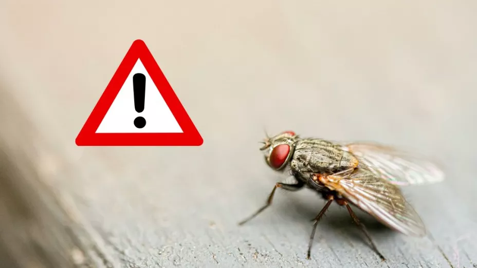 Esta es la razón por la que aumentó la presencia de moscas en Aguascalientes