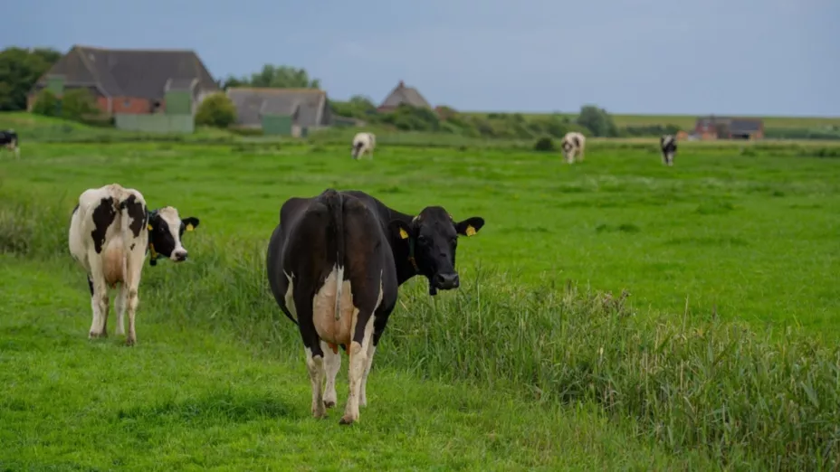 Varias vacas recorren una granja.