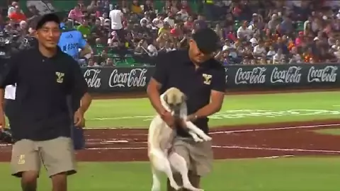 Partido de Leones de Yucatán se interrumpe por un perrito