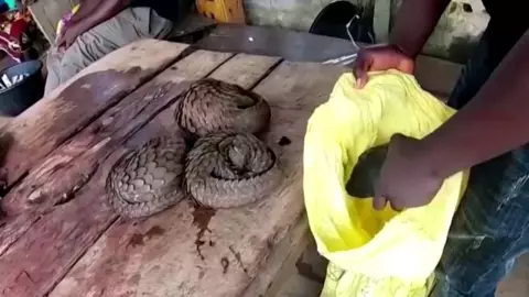 oms mercados alimentos animales .jpg