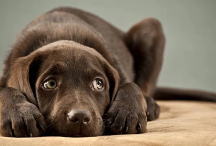 ¿Es verdad que los perros huelen el miedo?