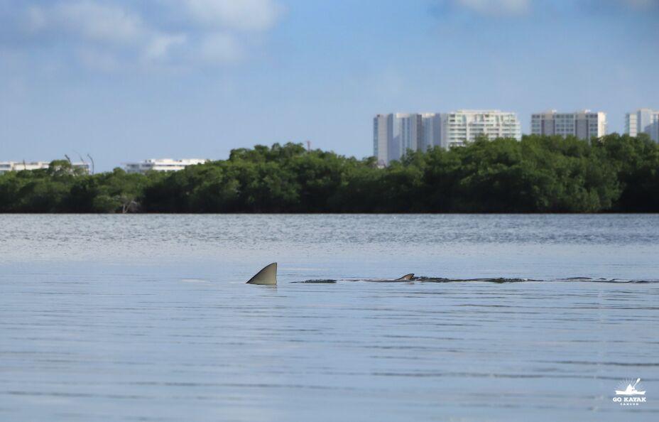 FOTOS Captan a tiburón y delfín en la Laguna Nichupté de Cancún