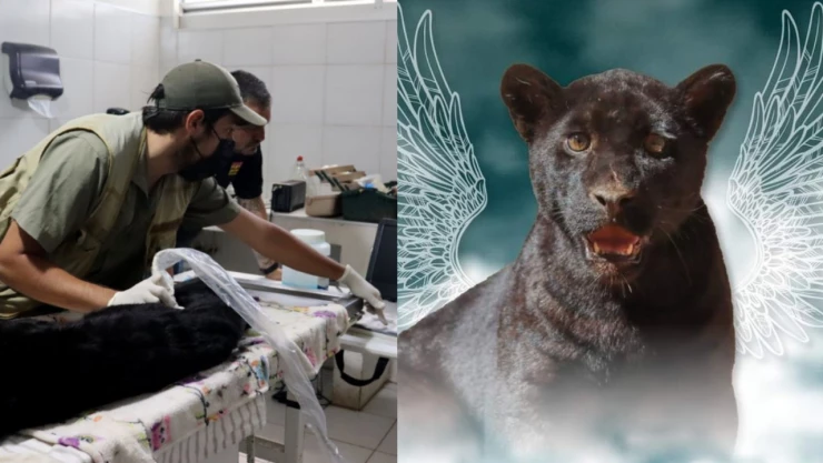 Cachorra jaguar muere neumonía zoológico de Michoacán