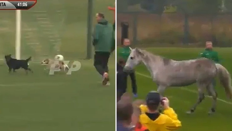 futbol_perritos_caballo_futbol