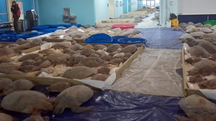 rescatan tortugas Texas