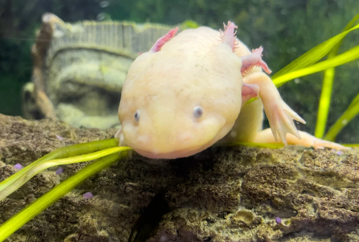Ajolote.jpg