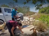 don-carlos-y-dona-aida-alimentan-a-290-perros-y-gatos-abandonados-en-la-costa-yucatan