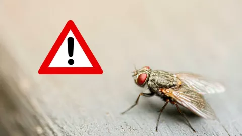 Esta es la razón por la que aumentó la presencia de moscas en Aguascalientes
