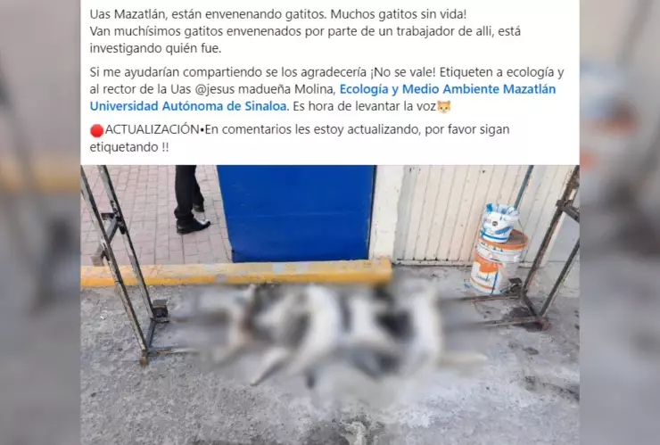Denuncian gatos envenenados en la UAS en Mazatlán