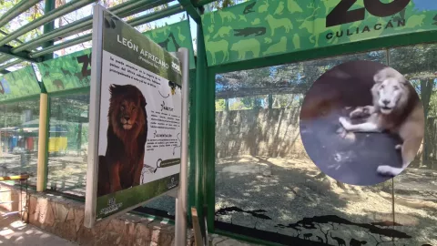 Así lucía el león que murió en el Zoológico de Culiacán, Sinaloa el 30 de abril 2025..jpg