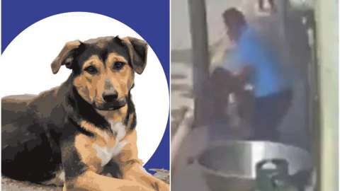 perrito benito técamac