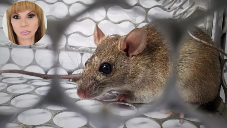 Famosa astróloga revela si el hantavirus será la próxima pandemia y alerta por lluvias en México.jpg