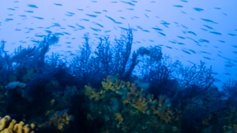 Bosque de corales oculto en el mar Mediterráneo