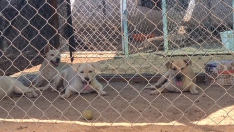 Violencia en Culiacán provoca que mascotas se queden sin alimento; varios perros están en situación vulnerable