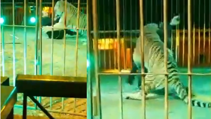 Domador es atacado por tigre