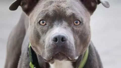 ataque de perro pitbull mata bebe año y medio