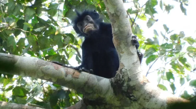 Descubren una nueva especie de mono con labios naranjas en África; alertan riesgo de extinción