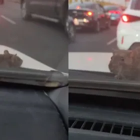 VIDEO: Rata en parabrisas desata pánico en pleno tráfico; estaba escondida en el motor