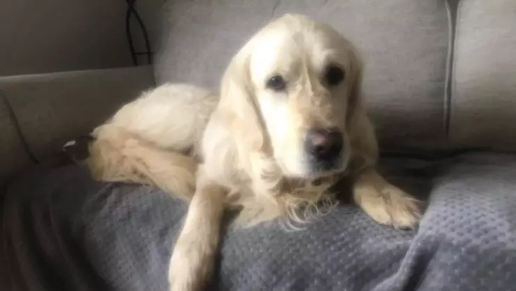 Perro regres&oacute; de su antigua casa a su nueva casa