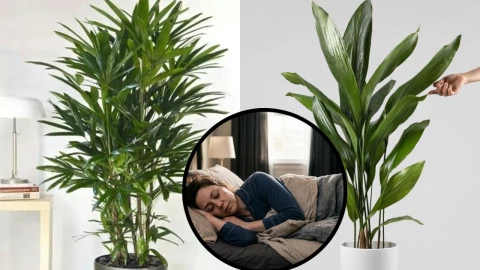 2 plantas de interior que te ayudarán a descansar mejor si las pones en tu cuarto