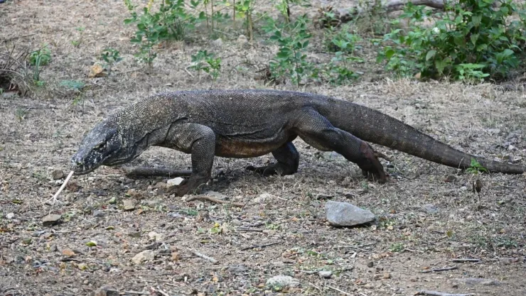 Capturan a dragón de komodo