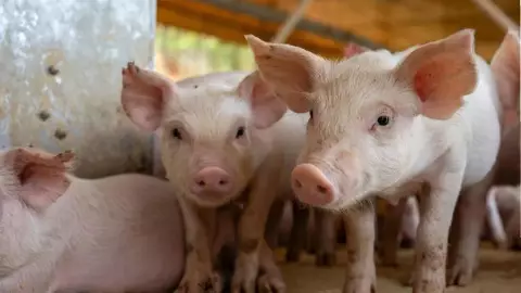 Detectan NUEVOS casos de PESTE porcina con victimas MORTALES: ¿Cuáles son sus síntomas y formas de contagio?