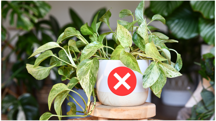 Plantas de interior