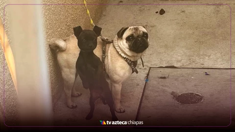 Perrita pug muere por golpe de calor tras ser amarrada en la azotea en Chalco