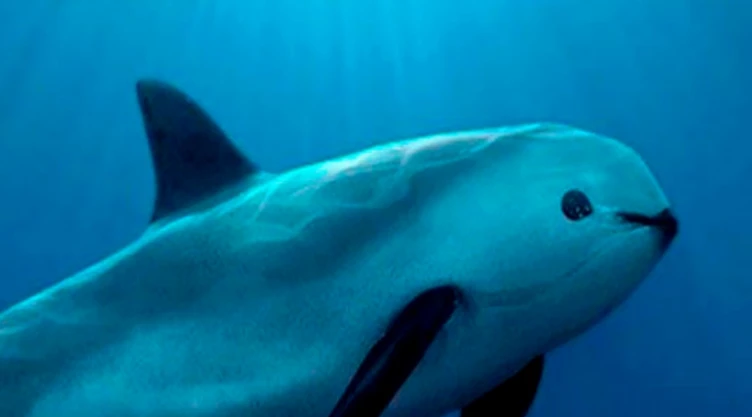 vaquita marina Golfo de California