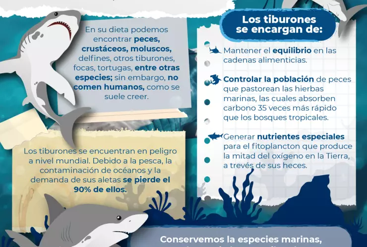 Conciencia por los tiburones