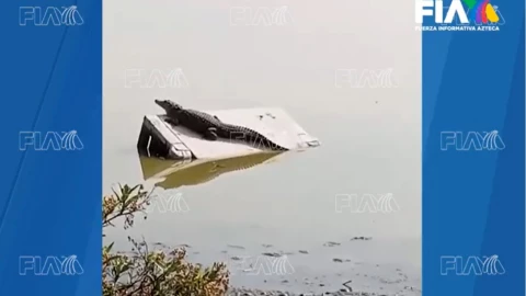 Cocodrilo-de-Cuautitlán-Izcalli-Cómo-llegar-a-la-Laguna-de-la-Piedad
