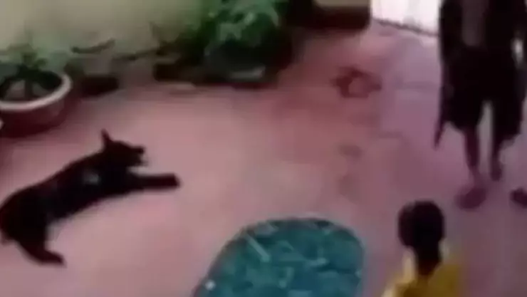 VIDEO_ ¡Un héroe! Perro finge estar muerto para salvar a niña de ser secuestrada.jpg