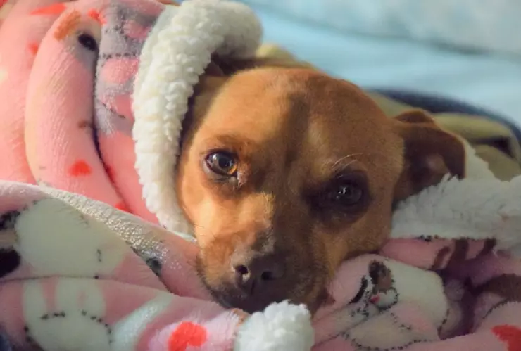 niño zoofilia atlixco