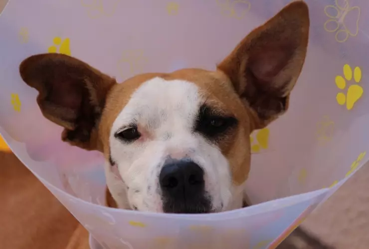 UAM Xochimilco hospital veterinario