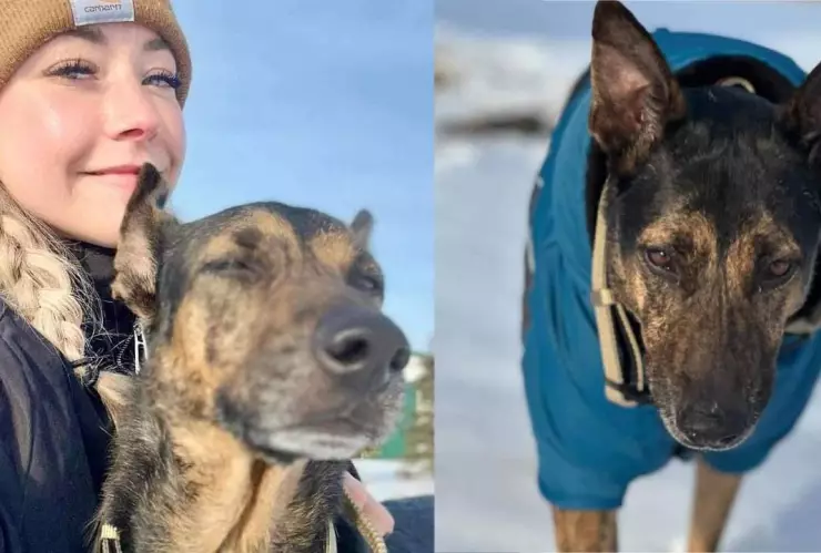 Perrita atropellada en Tulum, Malix, encuentra vida en Canadá.jpg