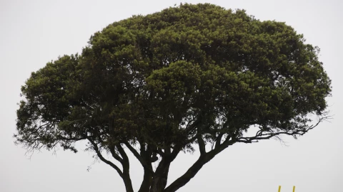 Torrey Pines es la sede de la edición 121 del U.S. Open.