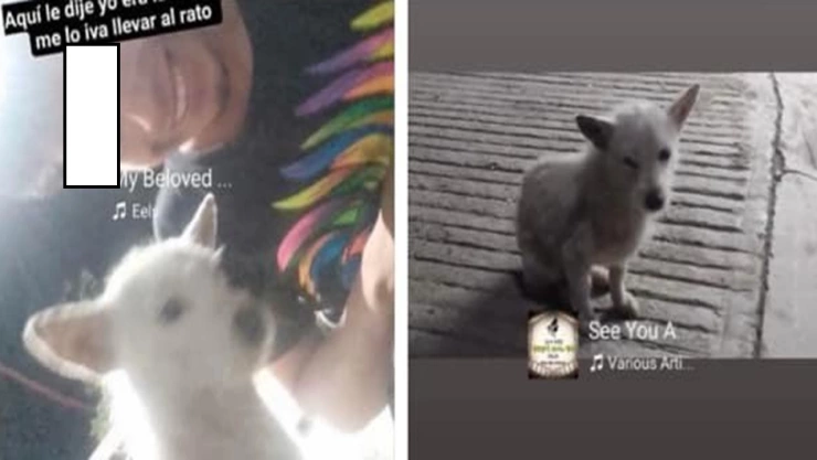 Sujeto se graba agrediendo a perro moribundo en Xicotepec, Puebla