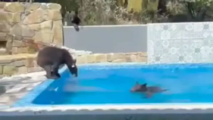 VIDEO Familia de osos es captada disfrutando de una alberca en Nuevo León