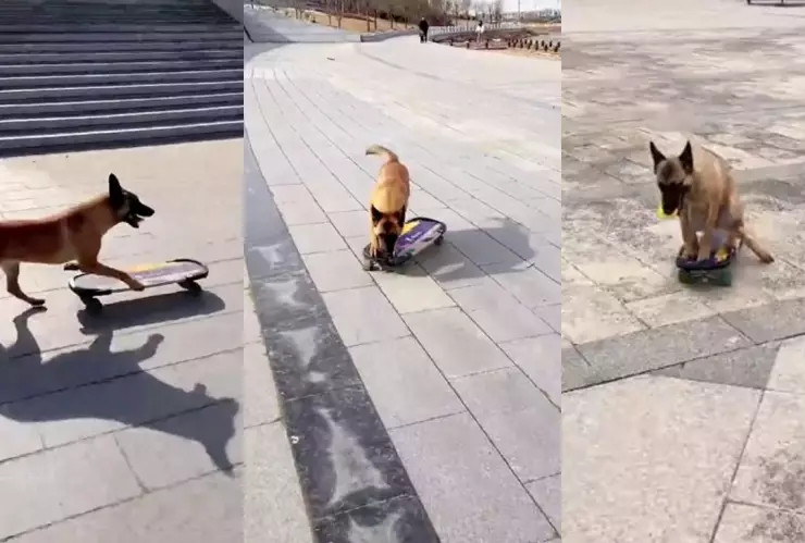 Perrito skate enamora las redes sociales.