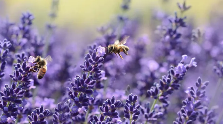 Estas son las plantas que son irresistibles para las abejas.