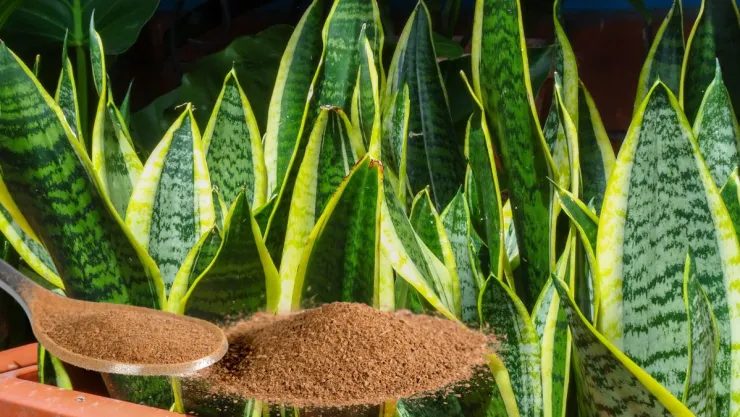 Poner canela en la Sansevieria: quiénes lo recomiendan y para qué sirve