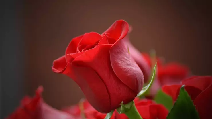 ¿Que significa regalar rosas rojas en San Valentin?