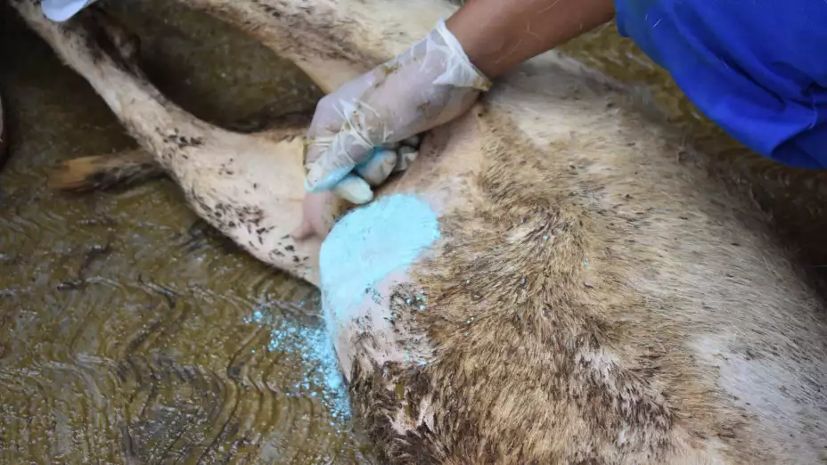 250814 AGRICULTURA SENASICA CHAP.jpg