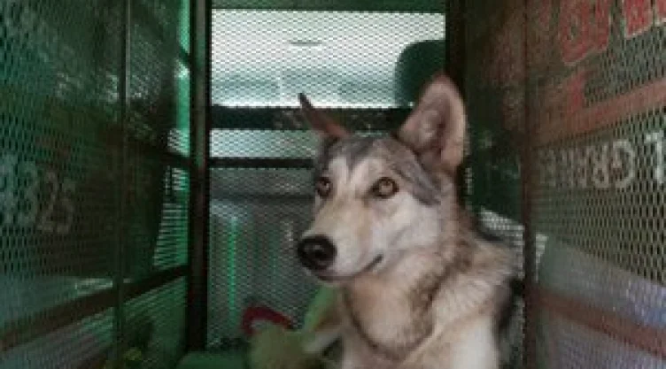 Trasladan a perro lobo a Centro para la Conservación e Investigación de la Vida Silvestre