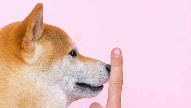 ¿Los perros son capaces de identificar a las malas personas? Este estudio demuestra que sí