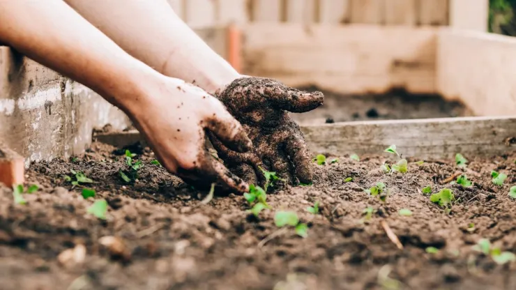 ¿Cómo sembrar cilantro en casa y cuánto tiempo tarda en crecer la planta?