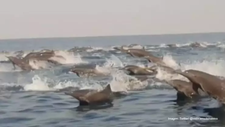 delfines oaxaca.jpg