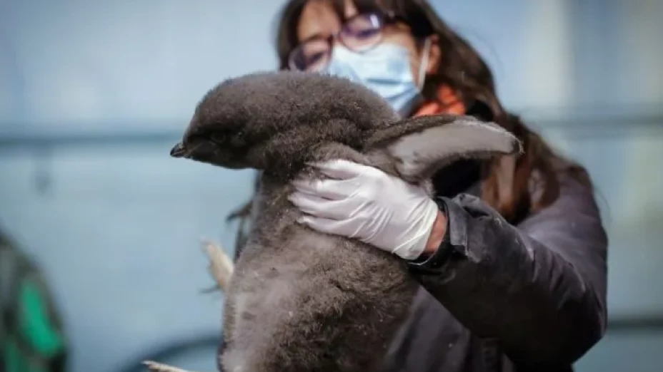 ¡El zoológico de Guadalajara recibe a una cría de pingüino Deli!