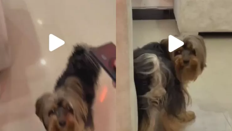 /al-extremo/perrito-sorprende-bailar-champeta-video-pb-notas