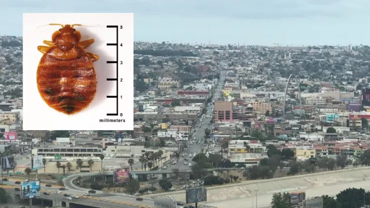 ¿Hay plagas de chinches en Tijuana, Baja California